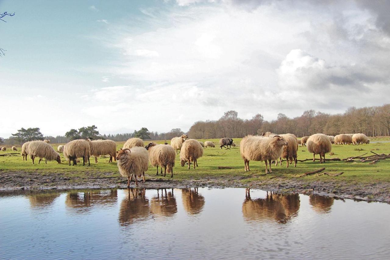 Prive In Een Bosrijke Omgeving Welkom Bij Gastenverblijf Het Ontsnapte Schaap In Jubbega Экстерьер фото
